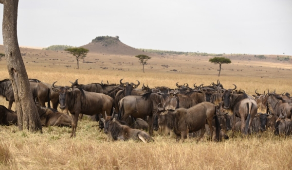 Big family of Wildebeests
