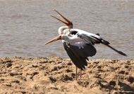 Yellow-billed Storks