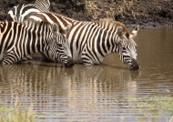 Common Zebras drinking