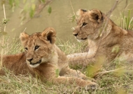 Lion cubs around 7 months