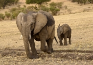 Elephant walking with baby