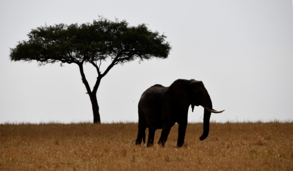 …in the Serengeti Plain