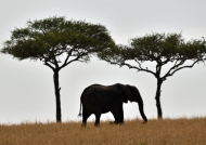 Elephant, near Kenya border…