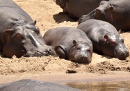 Cool baby Hippos…