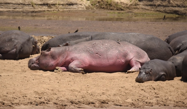 Hippo – unusual pigmentation