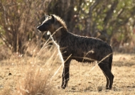 Hyena in a ribbon of light