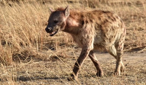 Spotted Hyena coming back…