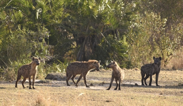 Small pack of Spotted Hyenas
