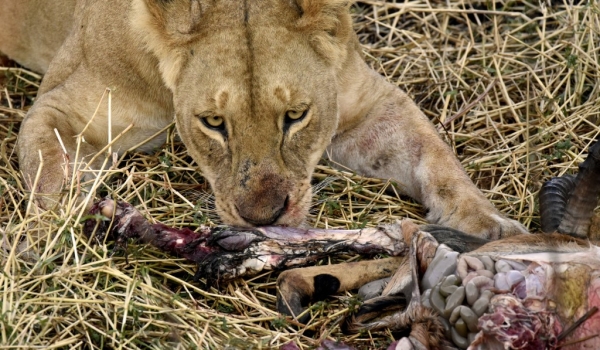 Lioness feeding on an Impala