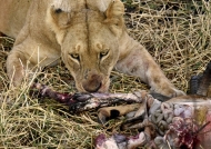 Lioness feeding on an Impala