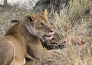 Lion eating a prey