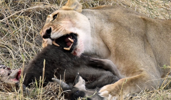 Lion with a Wildebeest calf