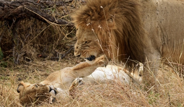 Lions  mating