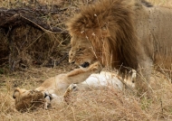 Lions  mating