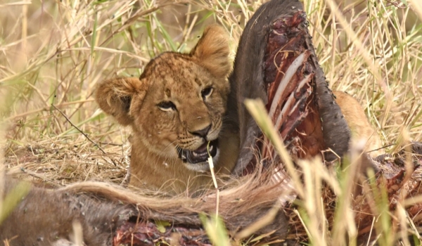 Lion cub hidden in a carcass