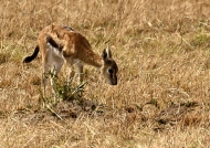 Thomson’s Gazelle – calf