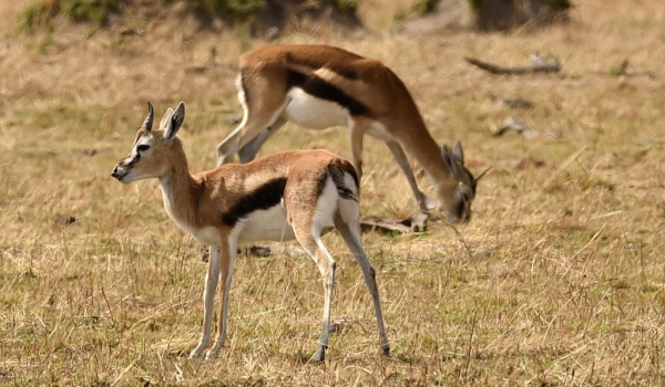 Thomson’s Gazelle with calf