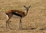 Thomson’s Gazelle – female