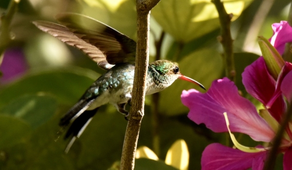 Vervain Hummingbird-endem.
