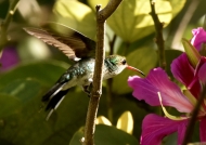 Vervain Hummingbird-endem.
