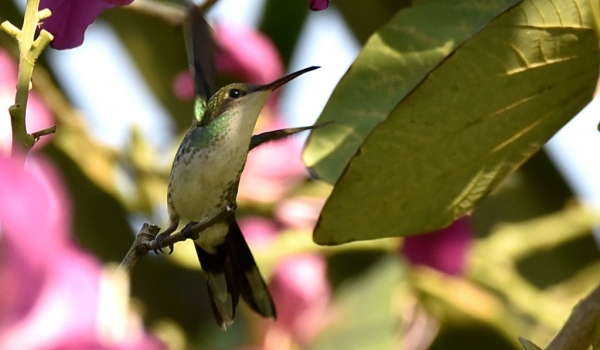 Vervain Hummingbird