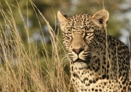 Portrait of a male Leopard…