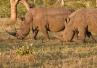 White Rhinos – young males