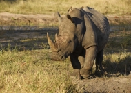 White Rhino – Presentation