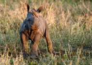 Alright baby Rhino?