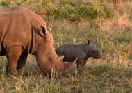 White Rhino f. with baby
