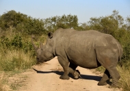Huge White Rhino crossing