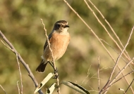 African Stonechat-female