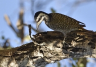 Bearded Woodpecker-female