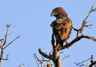 Brown Snake Eagle