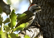 Cardinal Woodpecker – m.