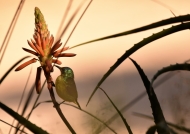 collared sunbird-m juv-aloe flwr