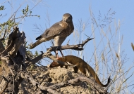 …spotting a mongoose