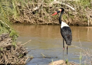 Saddle-billed Stork-male