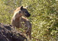 Spotted Hyena on the alert.