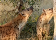 Hyenas smelling at meat