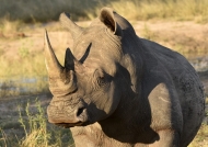 White Rhino – male