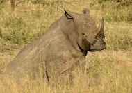 White Rhino taking a break