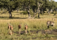 Impalas with a waterbuck