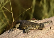 South African Monitor Lizard