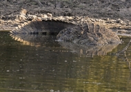 Huge Nile Crocodile