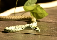 Spotted Bush Snake