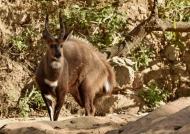 Bushbuck – male