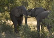 Elephant confrontation