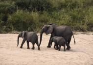 Elephants leaving the river