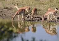Group of Impala females